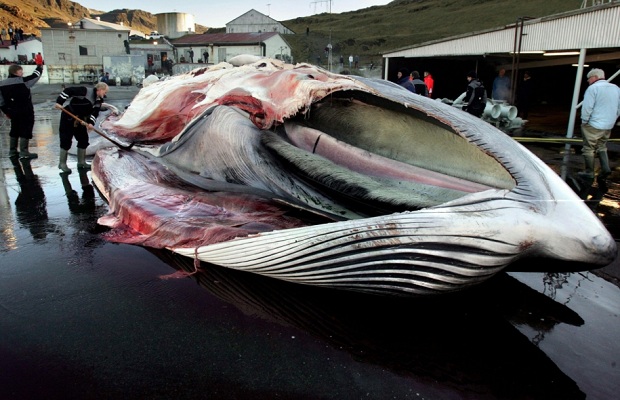 peche-baleine-islande